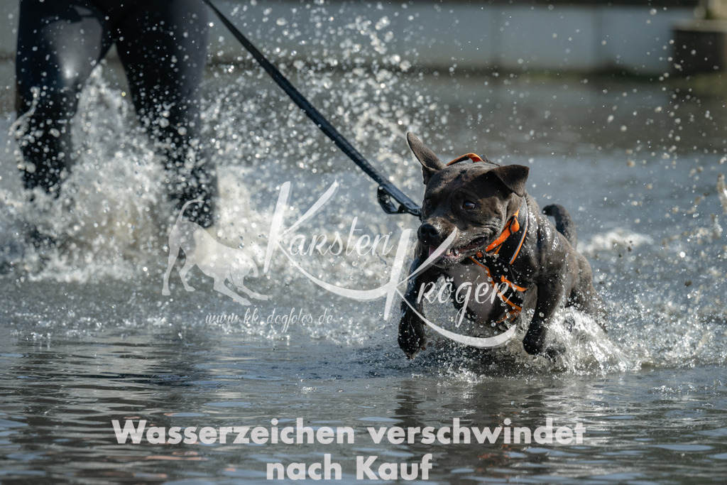 1309_ZZ94986 | kk-dogfotos