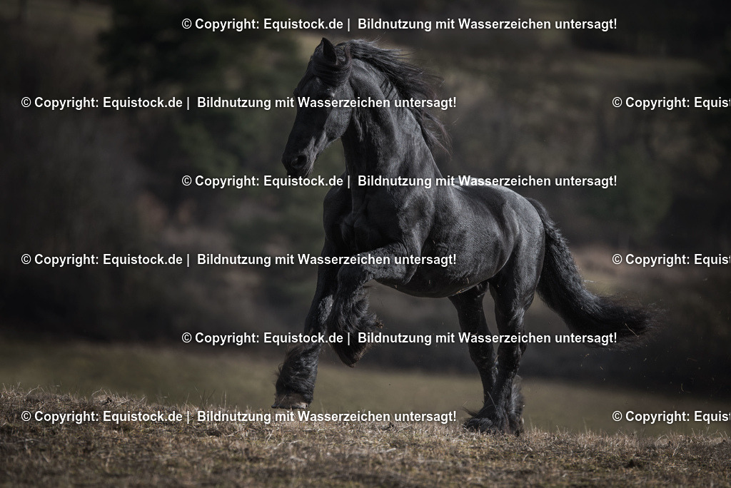 TS_20170204_Friese_Freilauf_0002 | Foto: Thomas Hartig