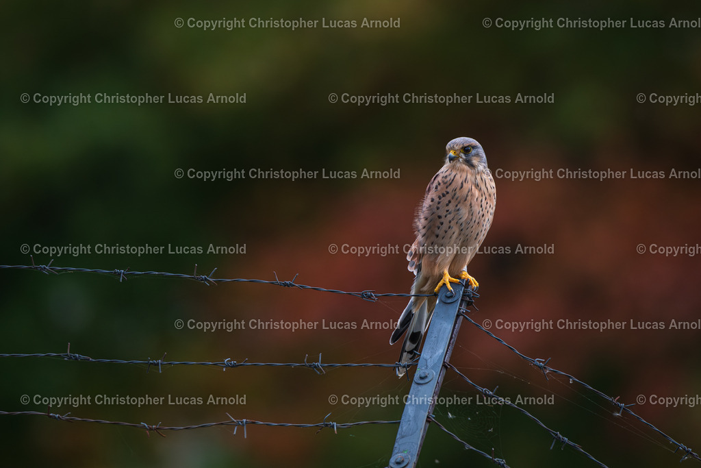 10 - Oktober | bildkomponist - Realisiert mit Pictrs.com