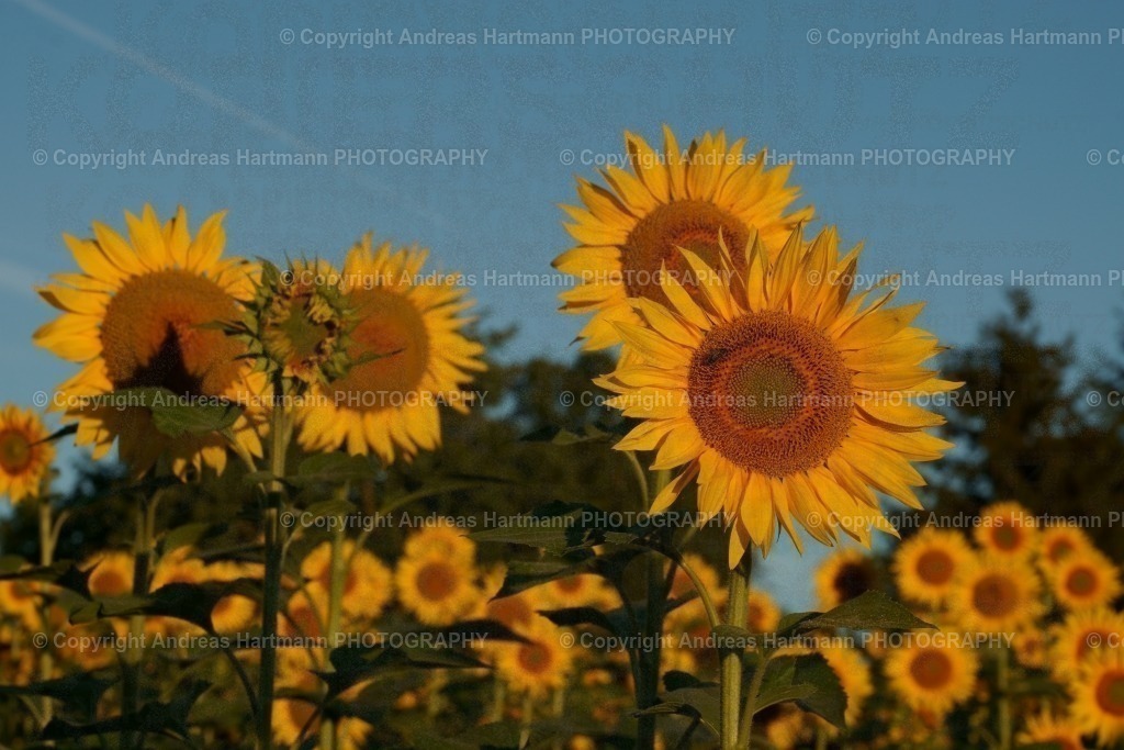 Sonnenblumen Feld im Morgenlicht | Sonnenblumen Feld im Morgenlicht - Realisiert mit Pictrs.com