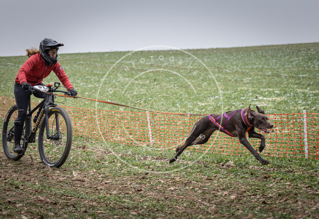 Pfotenfotografie_DV3A1103 | Hundefotografie, Tierfotograf, Pfotenfotografie, Fotoshooting Hund, Hunde Portrait, Hundesport, Hundeportraits, Heideshooting, Hunde, Sportfotograf, Hundefotograf, Turnierhundsport, THS,  - Realisiert mit Pictrs.com