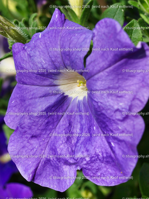 titusgraphy_P7062559-vz-ln | titusgraphy-shop: Geschenkideen mit Qualitätsfotos. titusgraphy-shop: gift ideas with quality photos. titusgraphy-shop: idées cadeaux avec photos de qualité.  - Realisiert mit Pictrs.com
