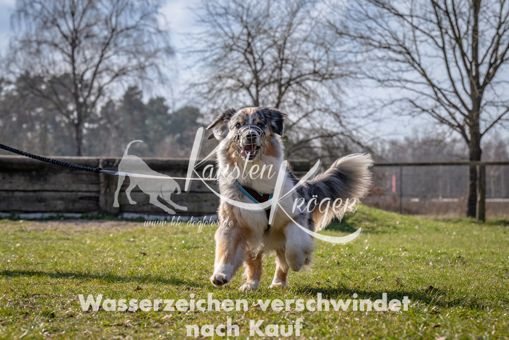 _ZZ90902 | kk-dogfotos