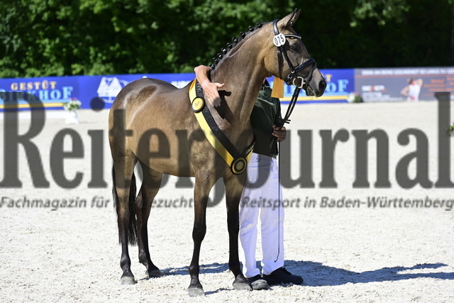 FRK_2022-07-03 15-22-25_2 | Alle Fotos der Reiterjournal Fotografin Doris Matthaes im Reiterjournal Online-Fotoshop. - Realisiert mit Pictrs.com