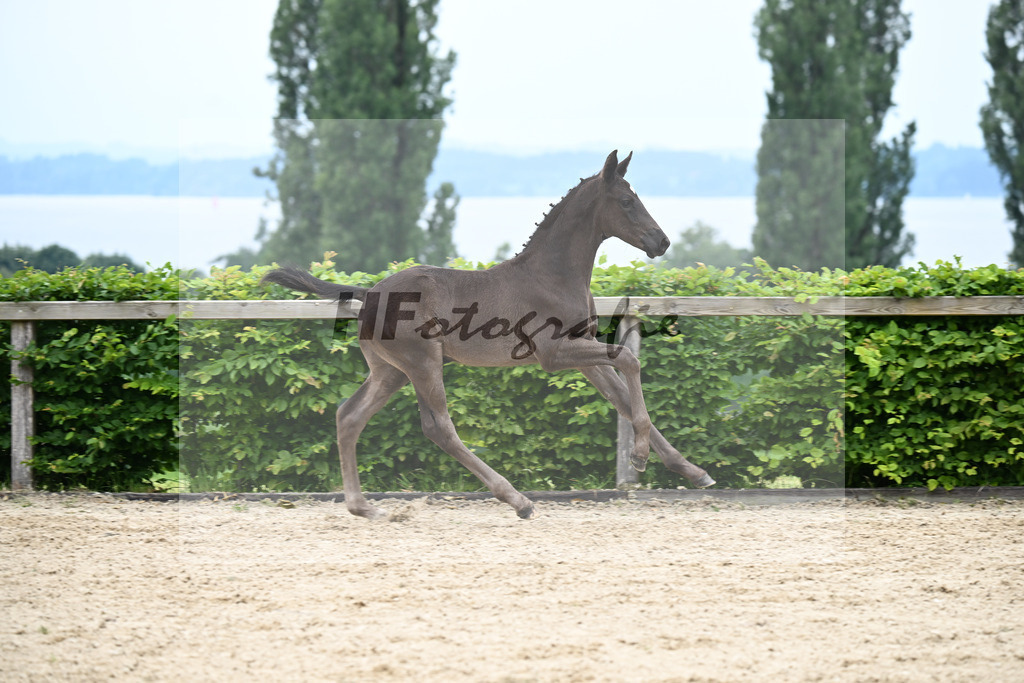 Kat-Nr. 17 Escanto PS x Danciano_HF_Huebner_14250487 | hf-fotografie - Realizzato con Pictrs.com
