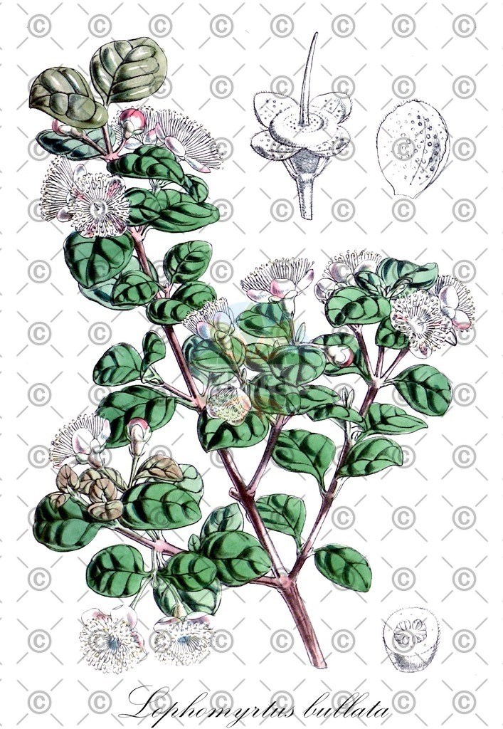 HistAbb_wfo-0000358928_1_ENZY_Simple | Historische Abbildung von Lophomyrtus bullata - Myrtaceae | Historical Illustration of Lophomyrtus bullata - Myrtaceae