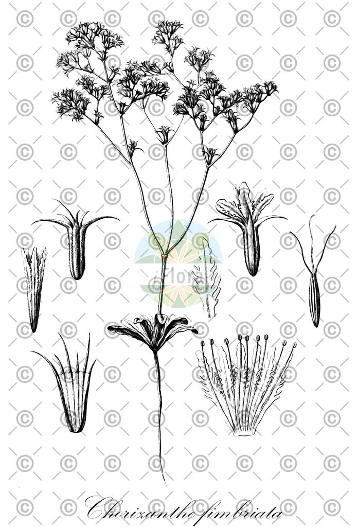HistAbb_wfo-0001367518_1_ENZY_Simple | Historische Abbildung von Chorizanthe fimbriata - Polygonaceae | Historical Illustration of Chorizanthe fimbriata - Polygonaceae