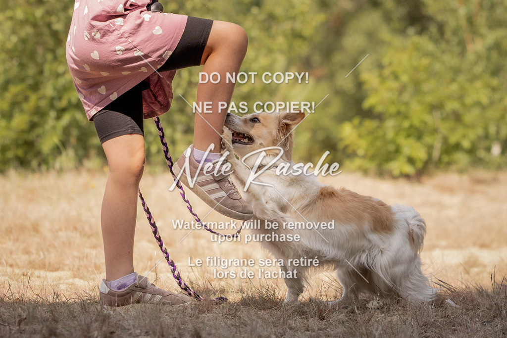 nelerasche_soDD2_280 | nelerasche