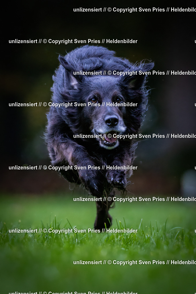 Sven Pries | 2024-10-19 - Hunderennen Ober-Grombach - Realisiert mit Pictrs.com