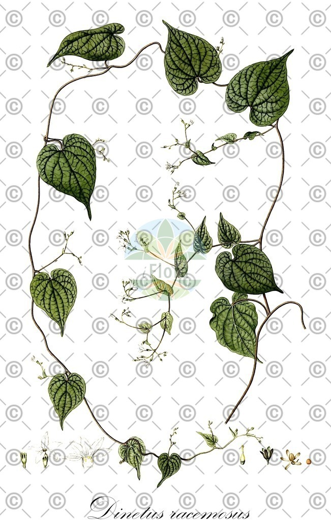 HistAbb_7NWVT_1_ENZY_Simple | Historische Abbildung von Dinetus racemosus - Convolvulaceae | Historical Illustration of Dinetus racemosus - Convolvulaceae