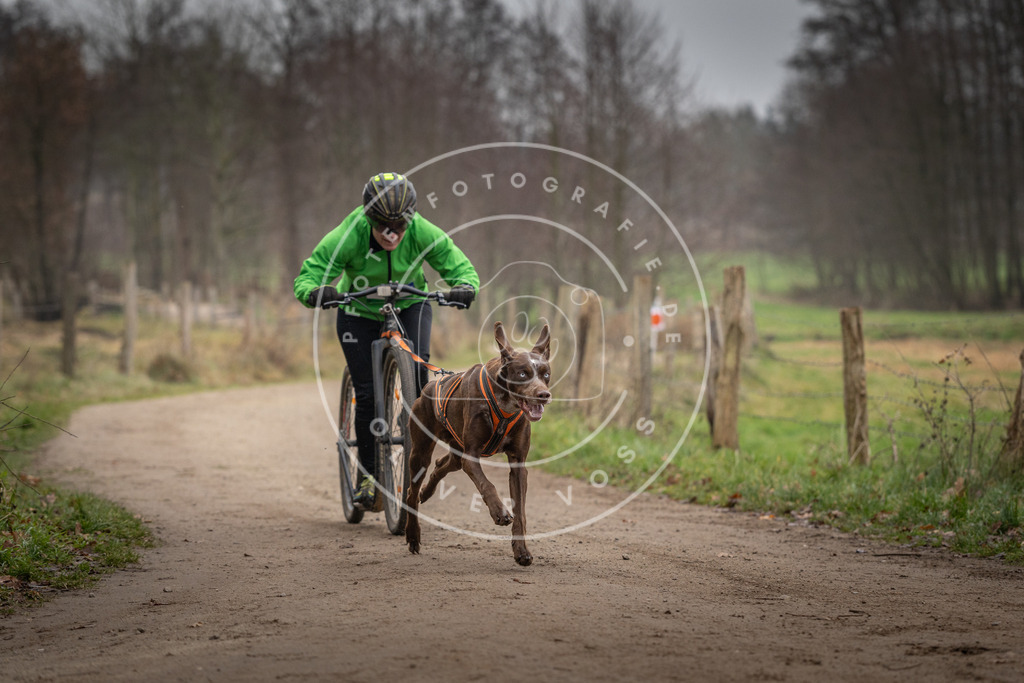 Pfotenfotografie_DV3A2358 | Hundefotografie, Tierfotograf, Pfotenfotografie, Fotoshooting Hund, Hunde Portrait, Hundesport, Hundeportraits, Heideshooting, Hunde, Sportfotograf, Hundefotograf, Turnierhundsport, THS,  - Realisiert mit Pictrs.com