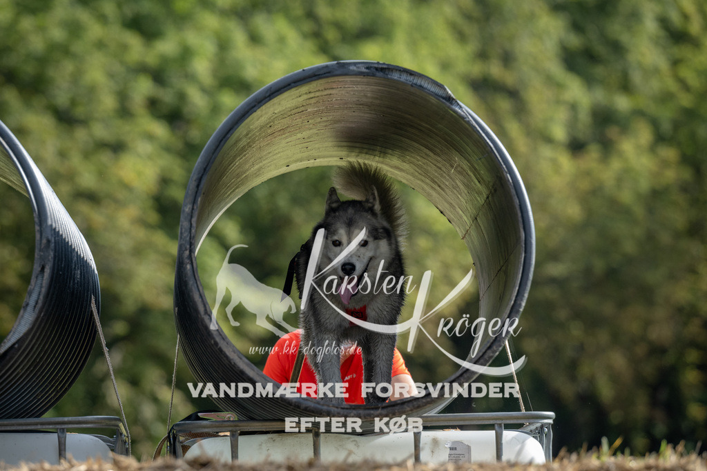 0936_ZZ90788 | kk-dogfotos