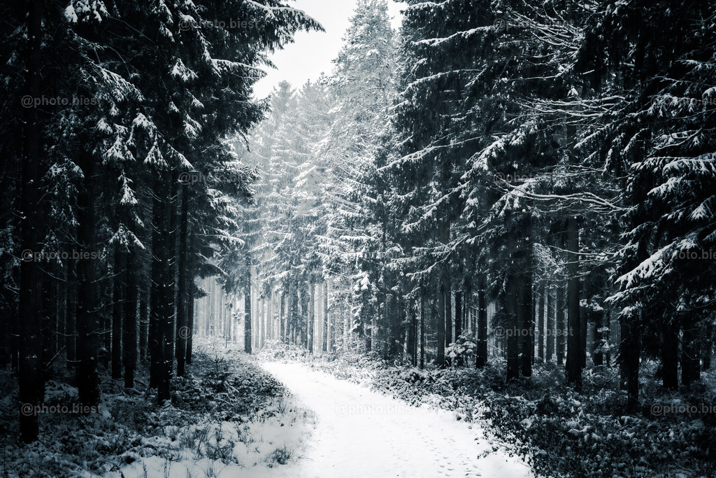Winterland | Ein verschneiter Weg im Nadelwald. - Realisiert mit Pictrs.com