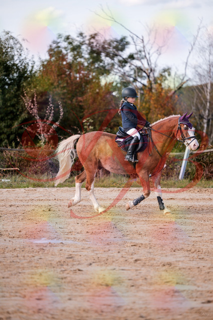 2026_10_03_Siefer-Hof_144410_Z81_17603837 | Professionelle Reitsport-, Turnier- und Eventfotografie von Robert Broda. Galerien mit ausgewählten und bearbeiteten Bildern direkt online ansehen und bestellen.
