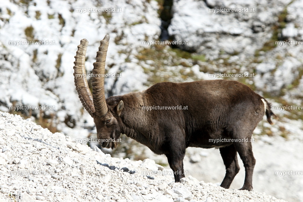 Alpensteinbock-131 | Das Bilderarchiv über Tiere, Planzen und Landschaften. In der Bilddatenbank finden Sie ein große Auswahl an hochwertigen Bilder für Ihre Werbung - Realisiert mit Pictrs.com