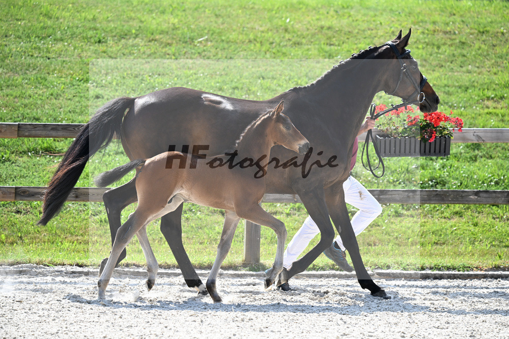 Kat-Nr. 45 Va Bene x De Niro_HF_Sommer_15251308 | hf-fotografie - Realizzato con Pictrs.com