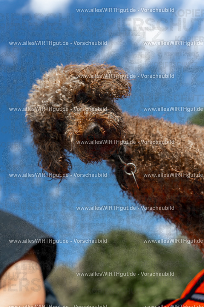 Hundeschwimmen_Volksbad_2026-allesWIRTHgut_Tierfotografie-2609061540-7R501699 | Professionelle Tierfotografie in Mönchengladbach von Daniel Wirth (allesWIRTHgut). Liebevolle & natürliche Bilder von Hunden & Katzen für unvergessliche Erinnerungen.