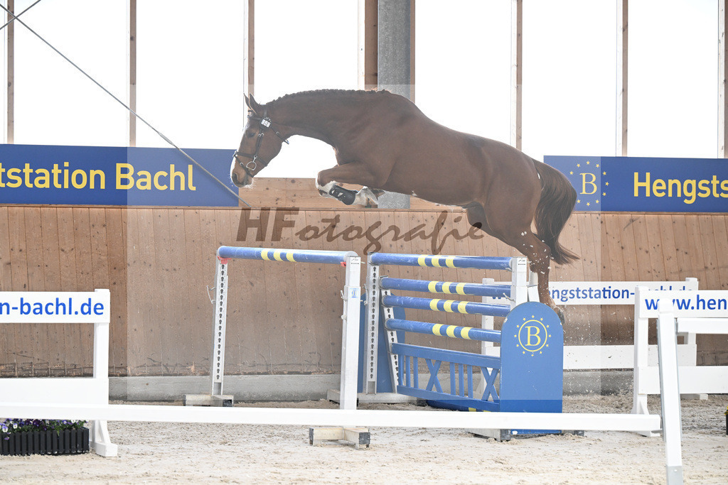 Kat-Nr. 47 Achilleus MZ v. Aganix du Seigneur_Meindl_5251717 | hf-fotografie - Realisiert mit Pictrs.com