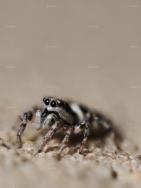 Mauer-Zebraspringspinne | Inanta - Realisiert mit Pictrs.com