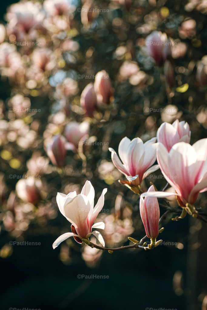 20220324_PaulHense_S0031_DSC03514 | paulhense - Realisiert mit Pictrs.com