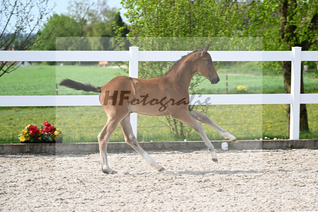 Kat-Nr. 811 HF v. Grey Tonic x Sir Donnerhall I_Rieder_23260222 | hf-fotografie - Realisiert mit Pictrs.com