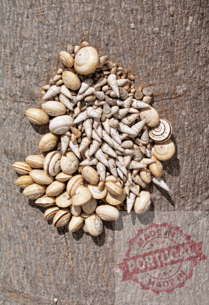 Snails shells clustering on rough tree bark texture | Snails and elongated shells forming a cluster on brown tree bark - Realisiert mit Pictrs.com
