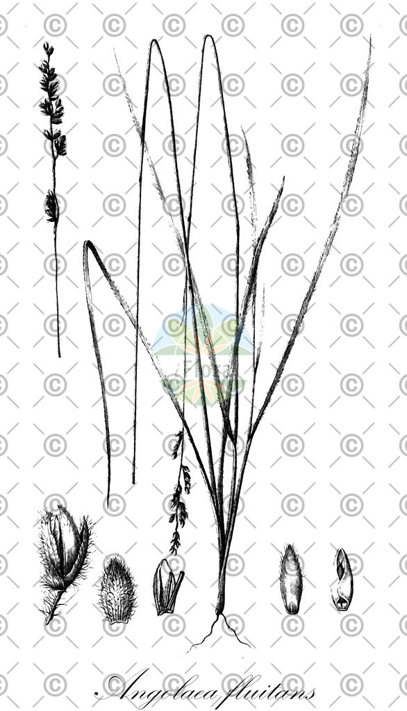 HistAbb_wfo-0000536542_505_ENZY_Simple | Historische Abbildung von Angolaea fluitans - Podostemaceae | Historical Illustration of Angolaea fluitans - Podostemaceae