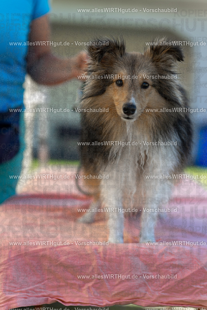 Hundeschwimmen_Volksbad_2026-allesWIRTHgut_Tierfotografie-2609061056-100631-7R509282 | Professionelle Tierfotografie in Mönchengladbach von Daniel Wirth (allesWIRTHgut). Liebevolle & natürliche Bilder von Hunden & Katzen für unvergessliche Erinnerungen.