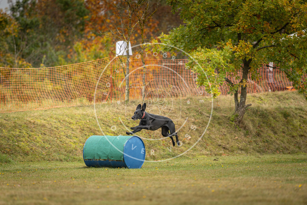 Pfotenfotografie_DV3A2819 | Hundefotografie, Tierfotograf, Pfotenfotografie, Fotoshooting Hund, Hunde Portrait, Hundesport, Hundeportraits, Heideshooting, Hunde, Sportfotograf, Hundefotograf, Turnierhundsport, THS,  - Realisiert mit Pictrs.com