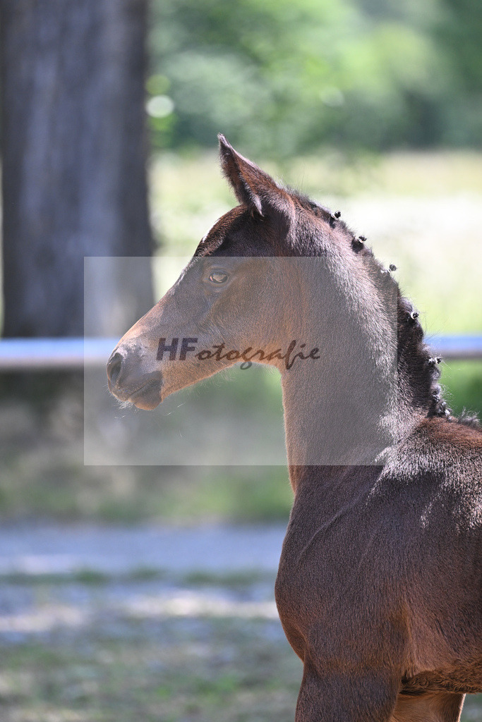 Kat-Nr. 17 HF Va Pensiero_Schindele_14230451 | hf-fotografie - Realisiert mit Pictrs.com