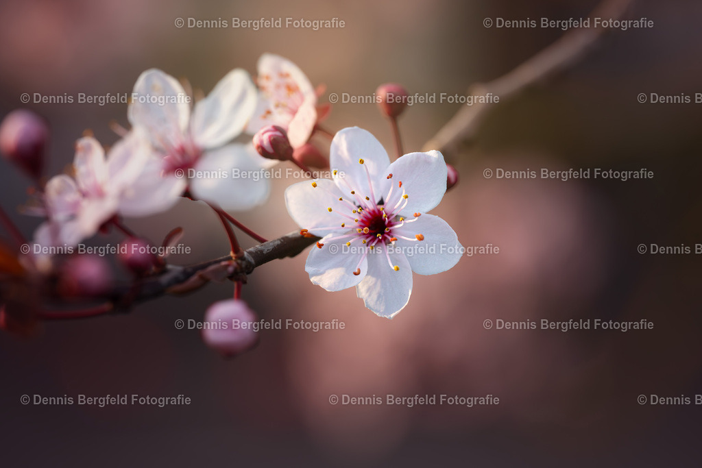 Kirschblüten 4 | Entdecken Sie Natur, Makro und Tierfotografie von Dennis Bergfeld.Besondere Momente und Details der Natur, hochwertig als Foto und Wandbild erhältlich. - Realisiert mit Pictrs.com