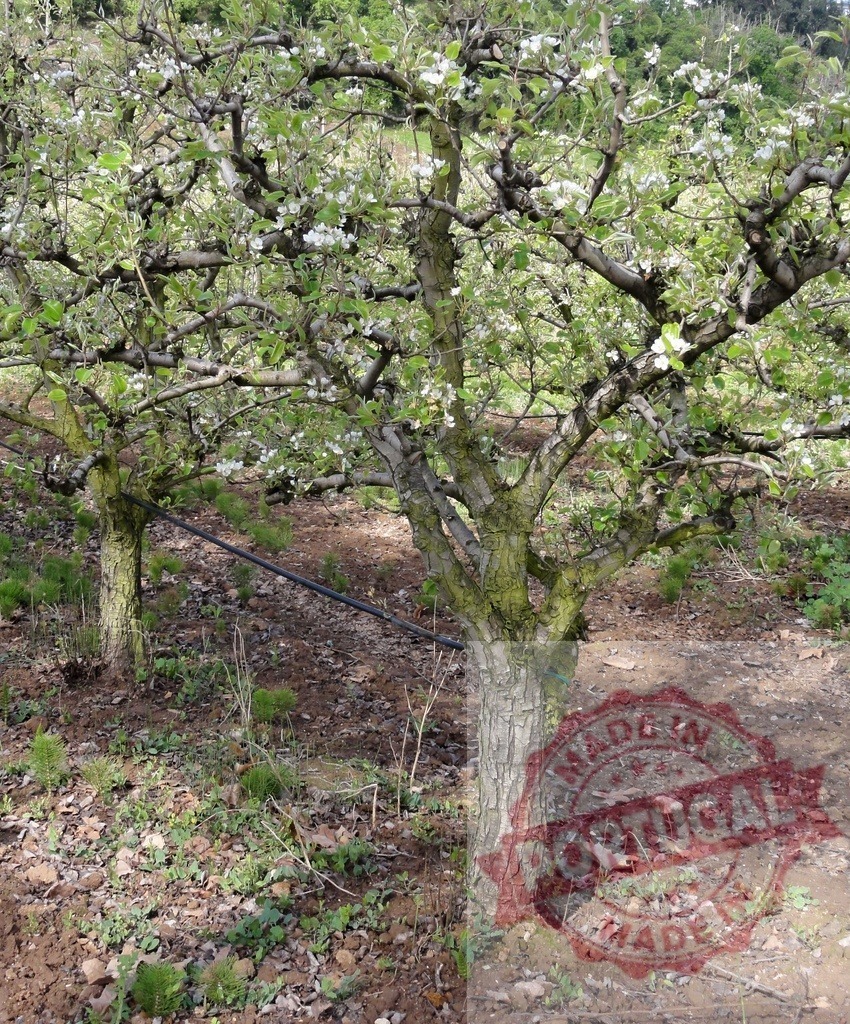 Pear tree blooming in a spring orchard | Pear tree showing white blossoms and new green leaves in an agricultural orchard - Realisiert mit Pictrs.com