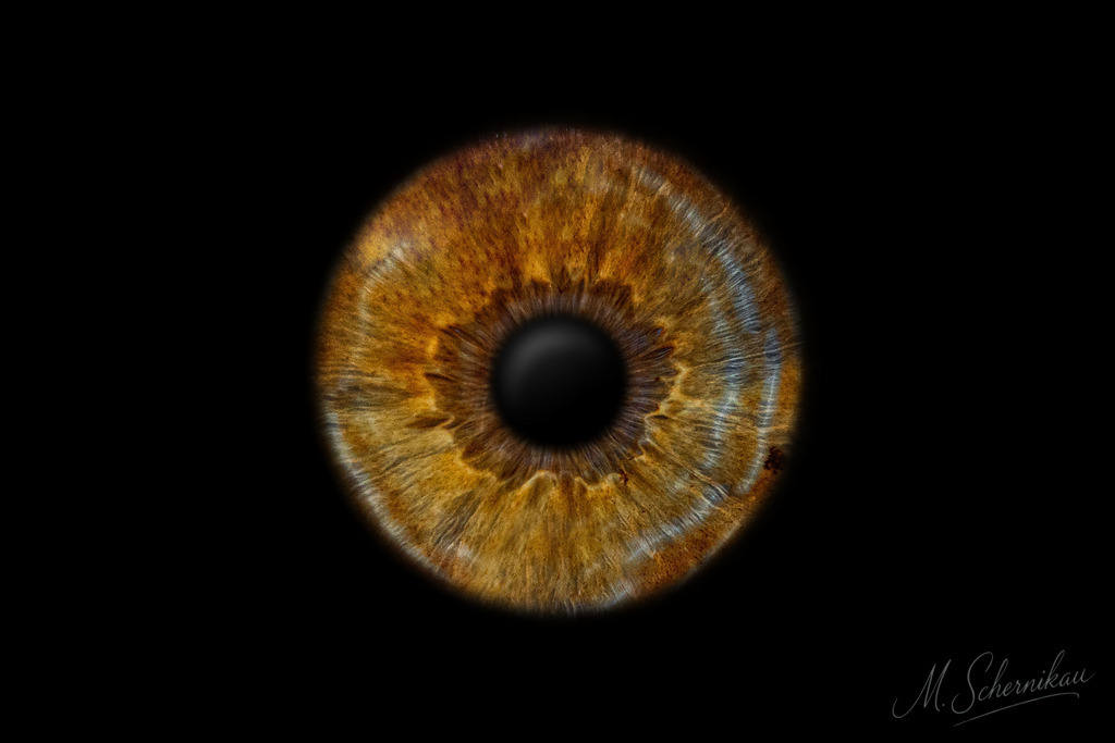 010 | Erleben Sie die Faszination der Irisfotografie! Verwandeln Sie Ihre Augen in ein einzigartiges Kunstwerk. Perfekte Geschenkidee für besondere Anlässe. Jetzt entdecken und bestellen! - Realisiert mit Pictrs.com