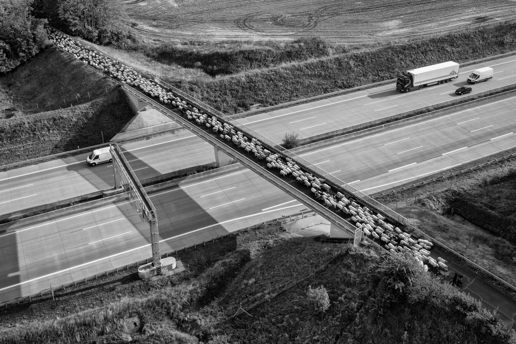 wanderschaefereien-schleswig-holstein-069 | Auf dem Weg zur Barker Heide oder von dort zurück nach Aukrug werden die Tiere von Birgit Voigtländer über die A7 geführt. Dann kreuzen sich für einen kurzen Moment symbolträchtig zwei Welten: Der archaisch anmutende Zug einer Wanderschäferei trifft auf die rastlose Moderne, den schnell fließenden Verkehr auf der Autobahn. - Realisiert mit Pictrs.com