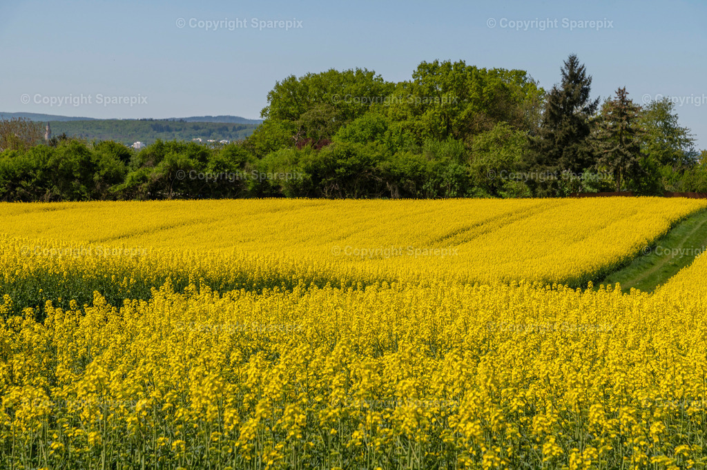 CAR_Agri_Spring_Field52 | Camera height 1,80 m - light 8/70° - Realisiert mit Pictrs.com