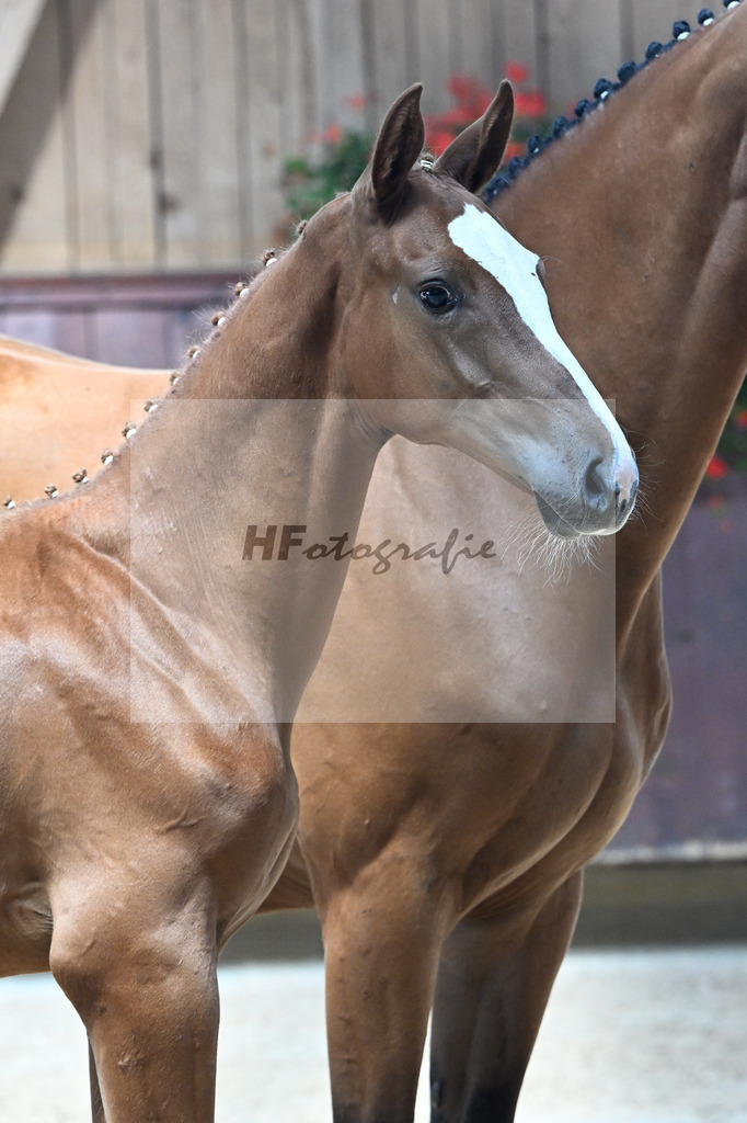 Kat-Nr. 2 Nixon v h Meulenhof x Don VHP Z_HF_Baertschi_25250279 | hf-fotografie - Realizzato con Pictrs.com