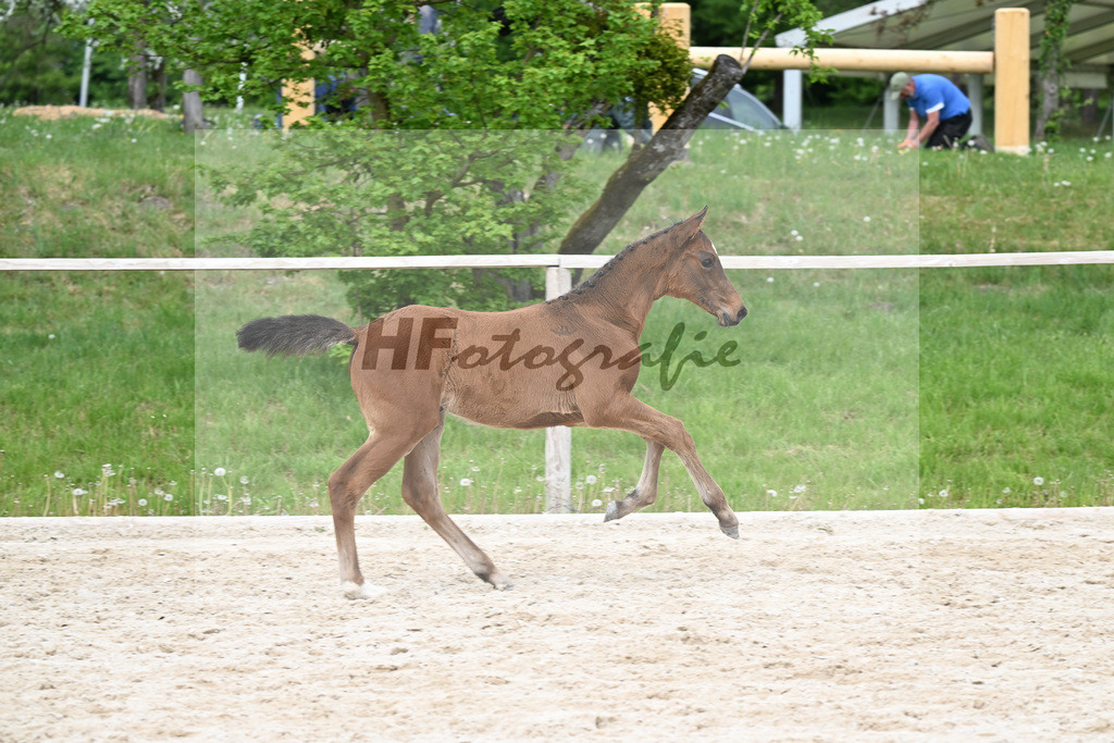 Kat-Nr. 8 SF Cape Calidus x Clearway_Gut Kaltental_24260891 | hf-fotografie - Realisiert mit Pictrs.com