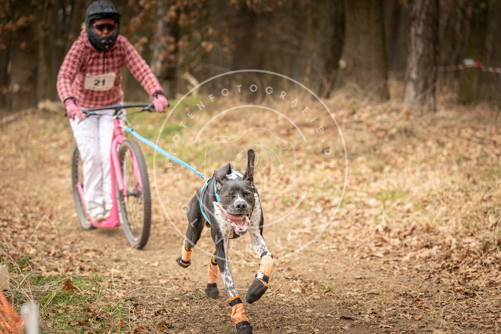 Pfotenfotografie_DV3A4203 | Hundefotografie, Tierfotograf, Pfotenfotografie, Fotoshooting Hund, Hunde Portrait, Hundesport, Hundeportraits, Heideshooting, Hunde, Sportfotograf, Hundefotograf, Turnierhundsport, THS,  - Realisiert mit Pictrs.com