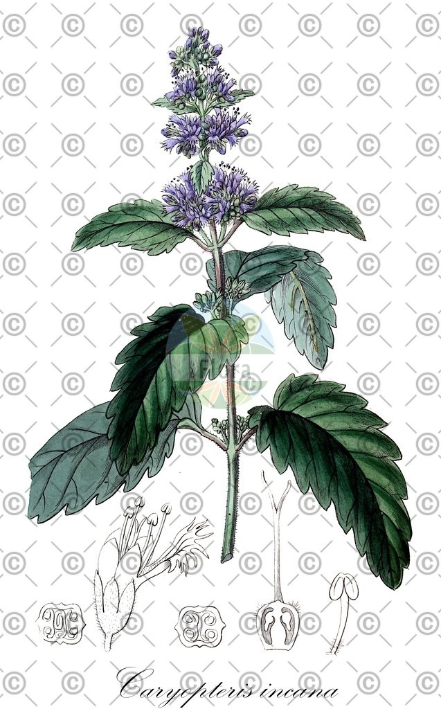 HistAbb_wfo-0000809384_1_ENZY_Simple | Historische Abbildung von Caryopteris incana - Lamiaceae | Historical Illustration of Caryopteris incana - Lamiaceae