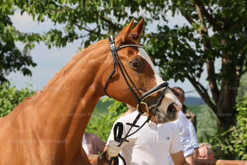 TrakFohlenschHennef17052025MC3H5A7584 | Pferdefotos online bestellen - Realisiert mit Pictrs.com