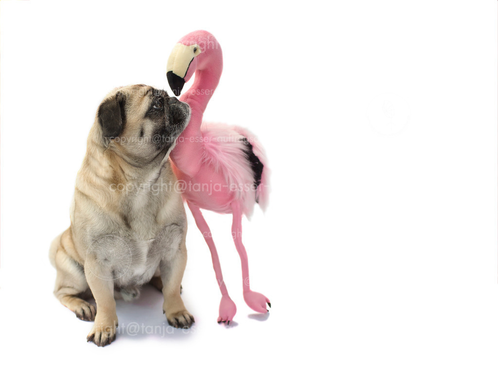 Friendship flamingo snuggles up to a pug  | Ein Flamingo und ein Mops Hund kuscheln miteinander vor weißem Hintergrund. Eine tolerante Freundschaft, die die Vielfalt wiederspiegelt. Copy Space.