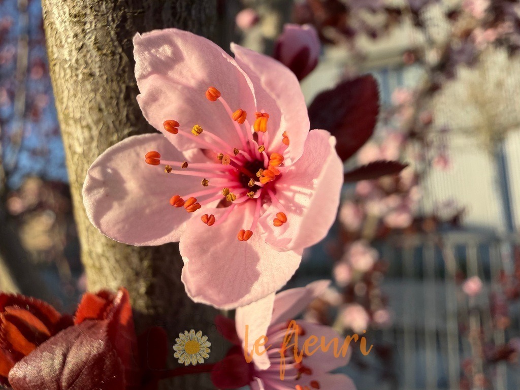 IMG_2556 | Dies ist der Shop von Florian Blum - le fleuri. Langenthal, Bern, Schweiz. Sie können hier meine oder ihre eigenen Fotos als Fotoprodukte kaufen. Tassen, Schlüsselanhänger, Taschen etc. können Sie hier gestalten.  - Realisiert mit Pictrs.com