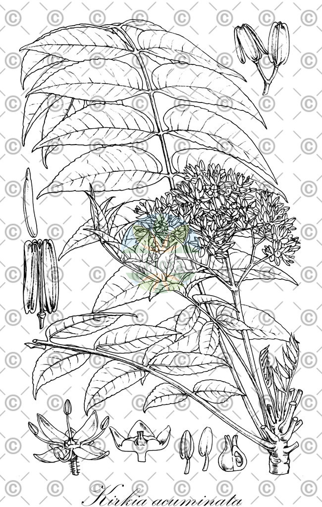 HistAbb_wfo-0001421783_1_ENZY_Simple | Historische Abbildung von Kirkia acuminata - Kirkiaceae | Historical Illustration of Kirkia acuminata - Kirkiaceae