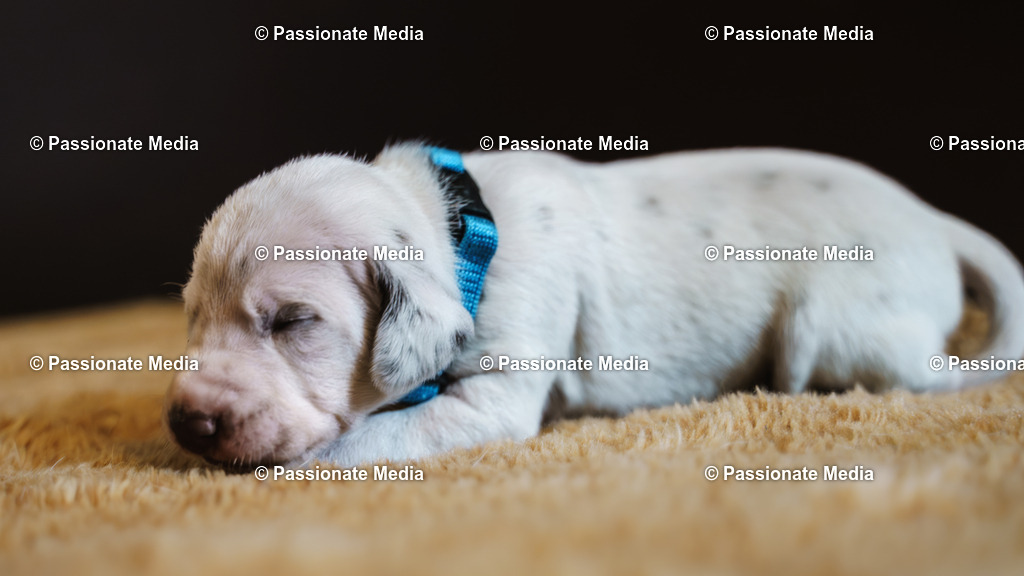 DSC03812 | Passionate Media, dein Fotograf aus Brandenburg, Märkisch Oderland, im Bereich Motorsport, Autos und Motorräder sowie Events und auch Hunde. Shootings oder auch Eventbegleitungen können bei mir gebucht we