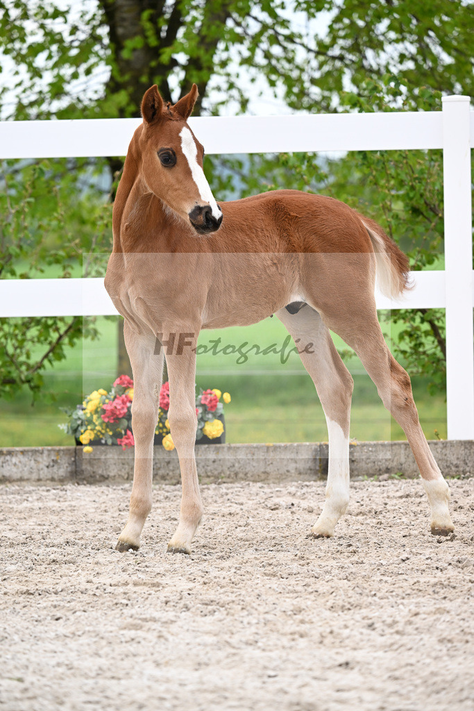 Kat-Nr. 50 HF Erste Sahne x Grey Flanell_Geng_23260070 | hf-fotografie - Realizzato con Pictrs.com