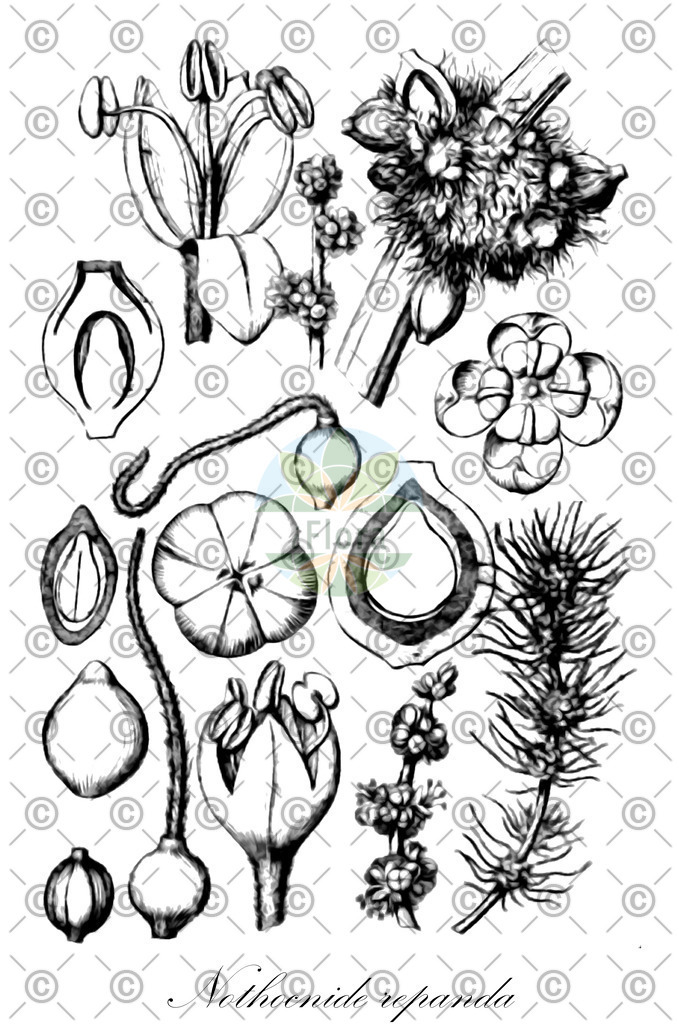 HistAbb_wfo-0000699370_1_ENZY_Simple | Historische Abbildung von Nothocnide repanda - Urticaceae | Historical Illustration of Nothocnide repanda - Urticaceae
