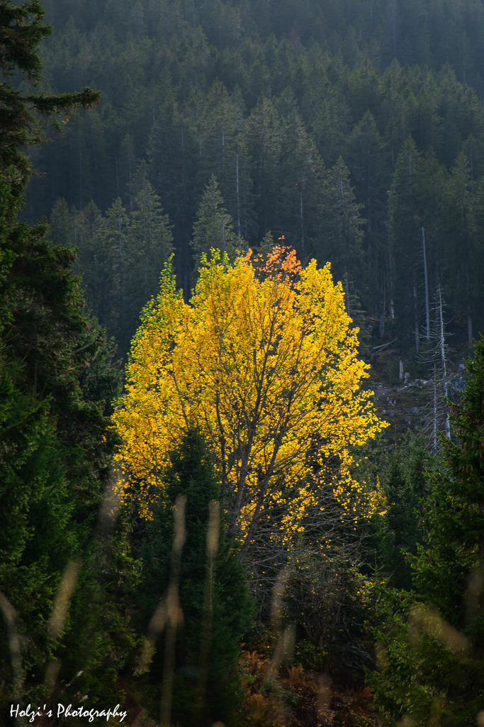 The beauty of autumn colors | Holzisphotography, Landschaftsfotografie, Wildlifefotogorafie - Realisiert mit Pictrs.com