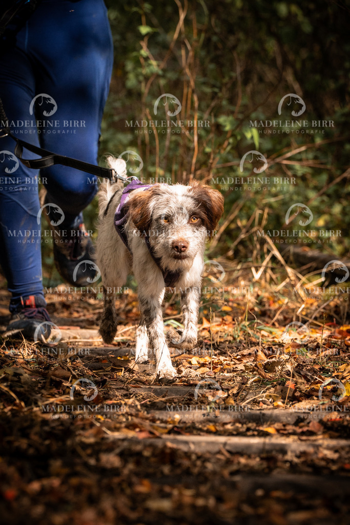 madeleinebirr.fotografie.2026.cc.hunsrueck.12-13Uhr.174 | hundefotografie-birr