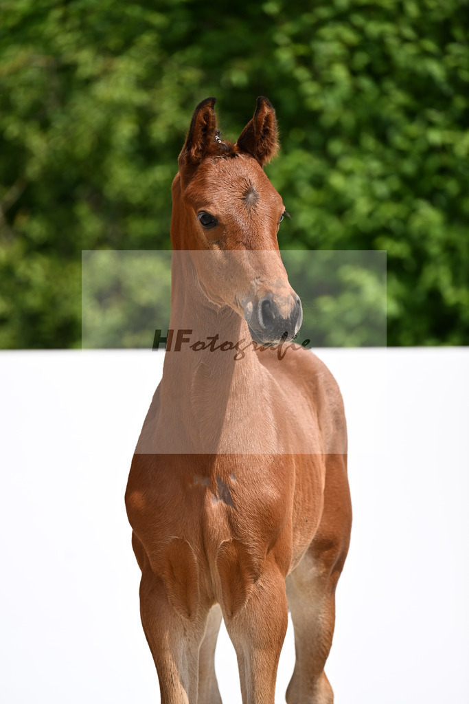 Venturo x Fuerst Jazz_HF_Hallerbach_13250800 | hf-fotografie - Realizzato con Pictrs.com