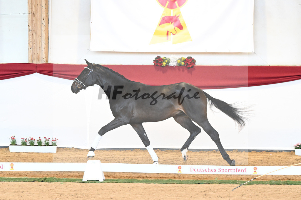 Kat-Nr. 44 Quaterback x Desperados_Ullmann_43230480 | hf-fotografie - Realisiert mit Pictrs.com